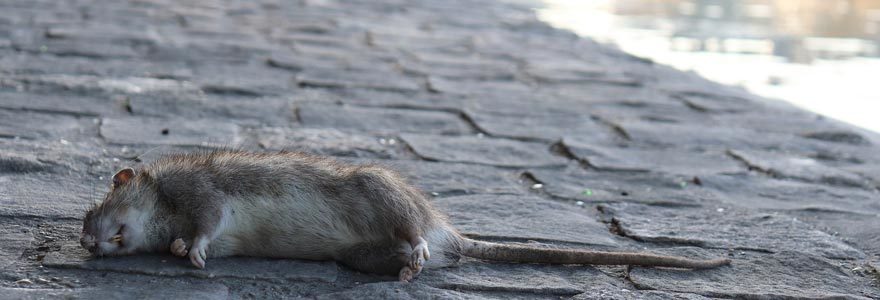 lutter contre les rats